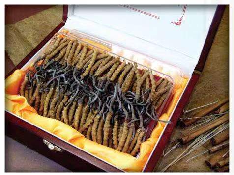 大兴安岭冬虫夏草回收